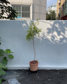 a small tree in a pot next to a wall