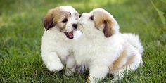 two puppies playing with each other in the grass