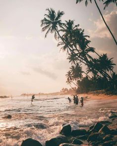 some people are in the water and one is on a surfboard with palm trees