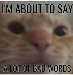 an orange cat with the caption i'm about to say a lot of bad words