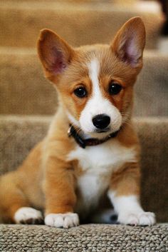 a small brown and white dog sitting on top of some carpeted stairs with it's eyes open