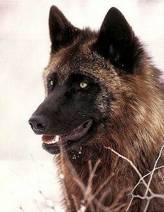 a large brown and black dog standing in the snow