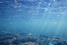 the water is very clear and blue with little bubbles on it's surface, as well as some corals