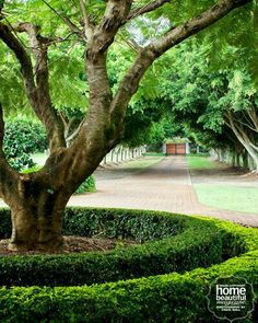 a large tree sitting in the middle of a lush green park