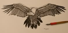 a drawing of an eagle with its wings spread out, next to a red pencil