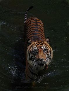 a tiger is walking through the water