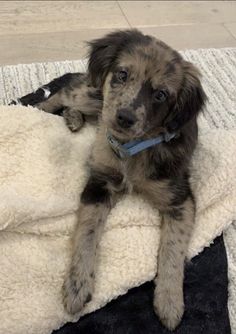 a brown and black dog laying on top of a blanket