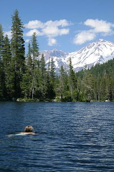 there is a bear swimming in the water with mountains in the backgrouds