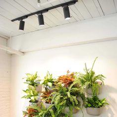 there are many potted plants on the wall