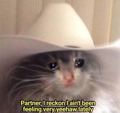 a cat wearing a white hat with the caption partner, i recon i ain't been feeling very yeeehaw lately