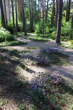 purple flowers are growing in the middle of a dirt path surrounded by trees and grass