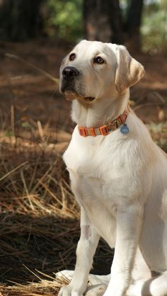 a white dog sitting on top of dry grass