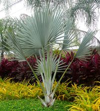 a large palm tree surrounded by colorful plants