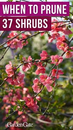 pink flowers with text overlay that says when to prune 37 shrubs in the garden gate