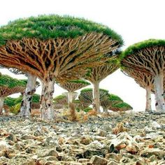 several trees that are growing out of the ground