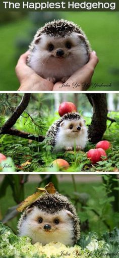 an adorable hedgehog sitting in the middle of some apples on the ground with trees behind it