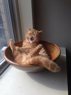 an orange cat yawning in a bowl on a window sill with its paws stretched out