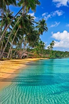 the beach is lined with palm trees and clear water