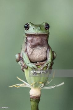 a frog sitting on top of a green plant