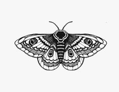 a black and white drawing of a moth on a gray background with the words,'i