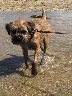 a small dog walking in shallow water on a leash with his head tilted to the side