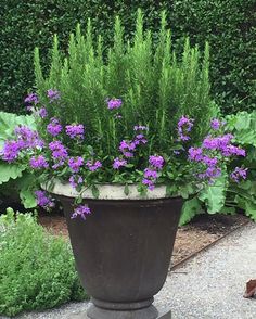 purple flowers are in a large pot on the ground next to some bushes and plants