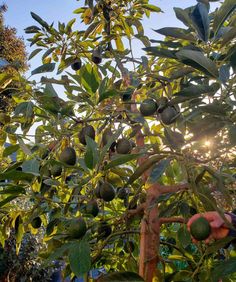 an avocado tree with lots of fruit growing on it