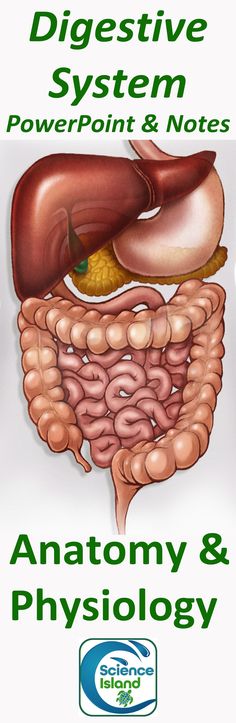 the anatomy and physiollogy guide for digestive system powerpoint & notes