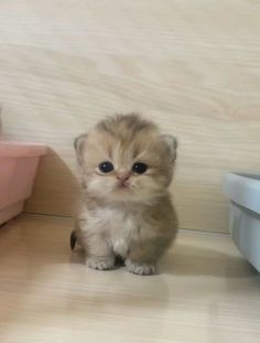 a small kitten is sitting on the floor next to a wall and looking at the camera