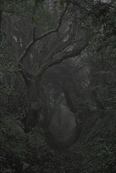 a path in the middle of a dark forest