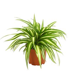 a green plant in a brown pot on a white background