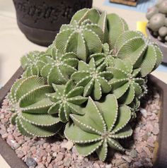 a small green plant in a pot on a table with rocks and other plants around it