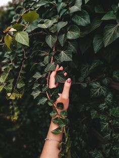 a woman's hand reaching for leaves on a tree