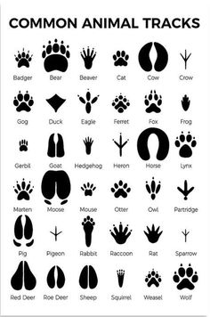 the common animal tracks are shown in this black and white poster, which shows different types of