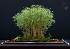 a small bamboo tree sitting on top of a wooden table