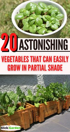 some vegetables that can easily grow in partial shade