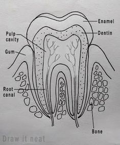 an image of a diagram of the inside of a tooth