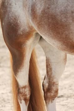 a brown and white horse standing on top of a dirt field