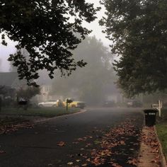 a foggy street with cars parked on the side and trees in the foreground