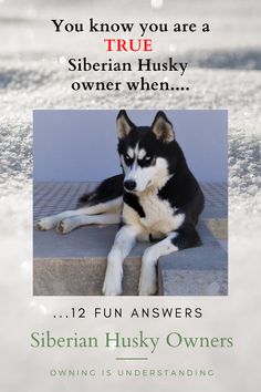 a black and white husky dog laying on top of snow covered ground with the caption, you know you are a true siberian husky owner