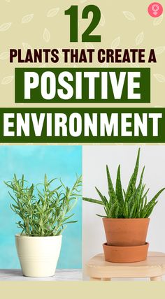 two potted plants with text overlay that reads 12 plants that create a positive environment