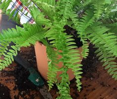 a potted plant with green leaves in dirt