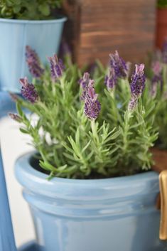 lavender plants in blue pots on a table