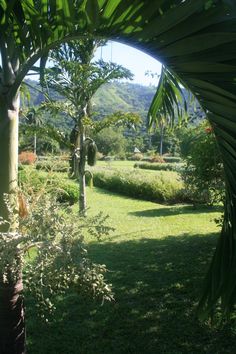 a lush green field with trees and bushes