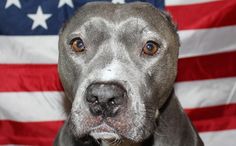 a close up of a dog with an american flag in the background