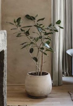 a potted plant sitting on top of a wooden table next to a window sill