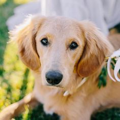 a brown dog sitting on top of a lush green grass covered field next to a white frisbee