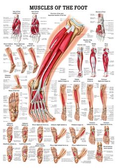 Muscles of the Foot Foot Anatomy, Anatomy Models, Human Body Anatomy, Muscular System, Muscle Anatomy, Lower Limb, Human Anatomy And Physiology, Medical Anatomy, Body Anatomy