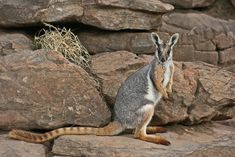 a small animal is sitting on some rocks