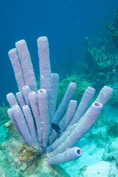 some very pretty purple corals on the ocean floor